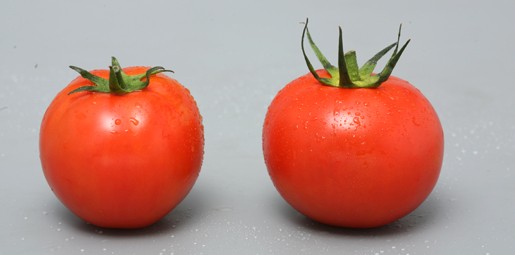 Vị Umami có thể cảm nhận rõ nét nhất ở cà chua